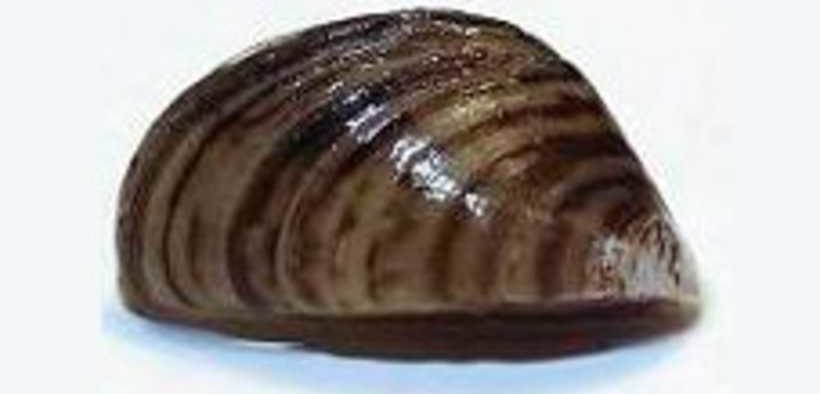 CANADA MOVES TO STEM INVASIVE MUSSEL