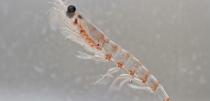 SALMON SMOLTS GROW MORE