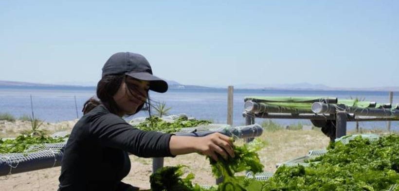 an-underwater-ally-for-food-security