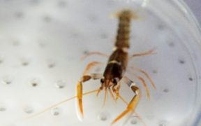 increased-survival-rates-for-european-clawed-lobster
