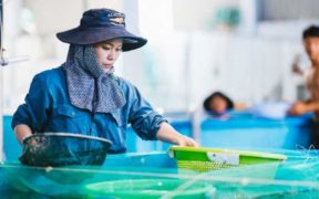 AUSTRALIS AQUACULTURE BECOMES FAIR TRADE CERTIFIED