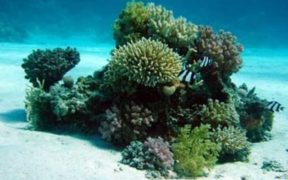 CORALS CAREFULLY ORGANISE PROTEINS