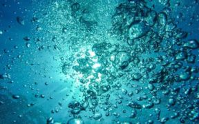 Cell-based fish company secures seed funding