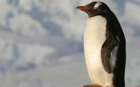NEW MARINE PROTECTED AREAS IN ANTARCTICA