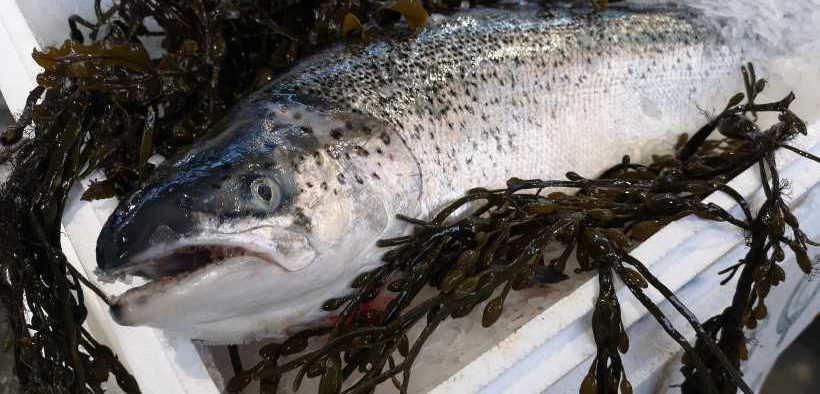 SCOTTISH SALMON SECTOR WELCOMES