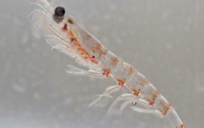 ANTARCTIC KRILL IS A SUSTAINABLE SOURCE