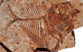 EGYPTIAN FOSSIL SURPRISE