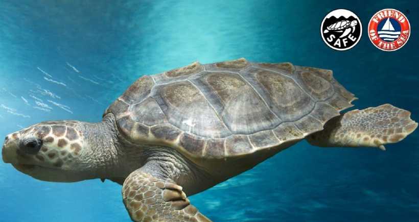 Learn to Protect Sea Turtles with Friend of the Sea | Marine Science