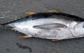 MORE ACTION NEEDED TO PROTECT GLOBAL TUNA