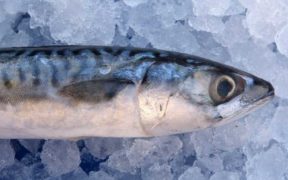 Norway Mackerel Unilateral Quota