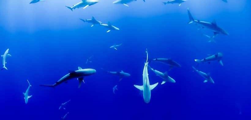SHARKS IN PROTECTED AREA ATTRACT ILLEGAL FISHERS