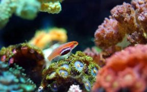 TIME RUNNING OUT TO SAVE CORAL REEFS