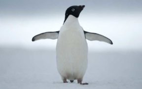 WORLD LEADERS COMMIT TO AMBITIOUS ANTARCTIC