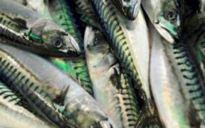 EU FISHERS CALL FOR CONSUMERS
