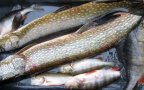 INCREASED MERCURY CONTENT IN FISH
