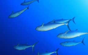 ISSF DISAPPOINTED AT OUTCOME OF TUNA TALKS