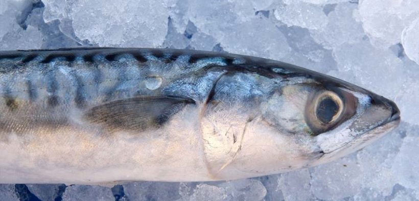 Norwegian asks for mackerel dispensation