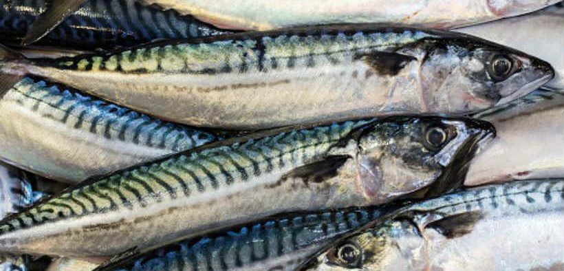 SCOTTISH FISHERMEN URGE HALT