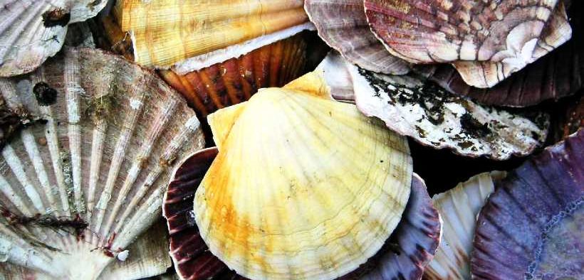 DEFRA CONSULTS OVER SCALLOP MANAGEMENT