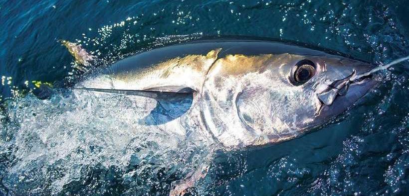 ENGLISH SKIPPERS COMPLETE BLUEFIN