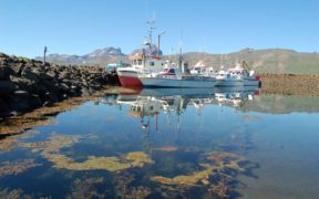Icelandic fish catch dropped in June