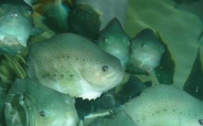 NEW TOOL TO IMPROVE ‘CLEANER FISH’