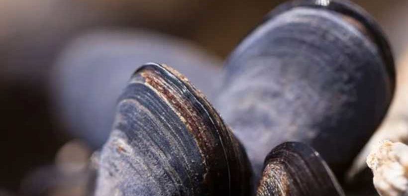 SCOTTISH FARMED SHELLFISH PRODUCTION DROPS