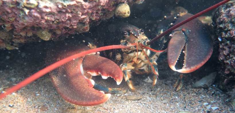 ISLE OF MAN CRAB AND LOBSTER (1)