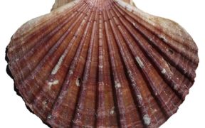 King scallop fishing suspended in eastern English Channel