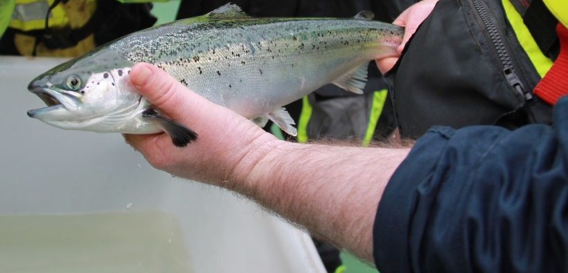 Researchers get to the heart of fish health