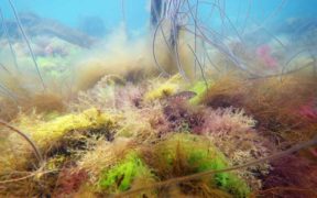 MPAS CAN BOOST FISH POPULATIONS