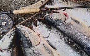 NEW RESTRICTIONS ON SALMON FISHING