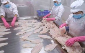 VIETNAM SEAFOOD EXPORTS FELL IN AUGUST