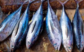 GLOBAL TUNA ALLIANCE WELCOMES REVISED CONSERVATION