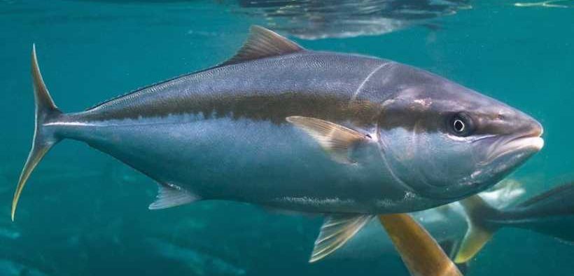 KINGFISH MAINE APPROVED FOR CONSTRUCTION
