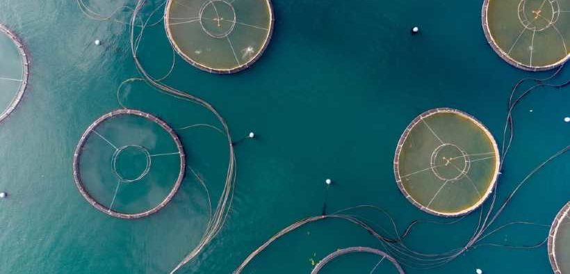 FARMED SEAFOOD SUPPLY AT RISK
