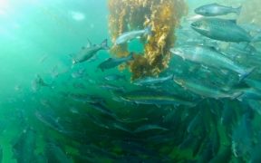 Fish given a 'kelping' hand through new research funding
