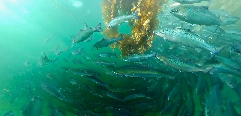 Fish given a 'kelping' hand through new research funding