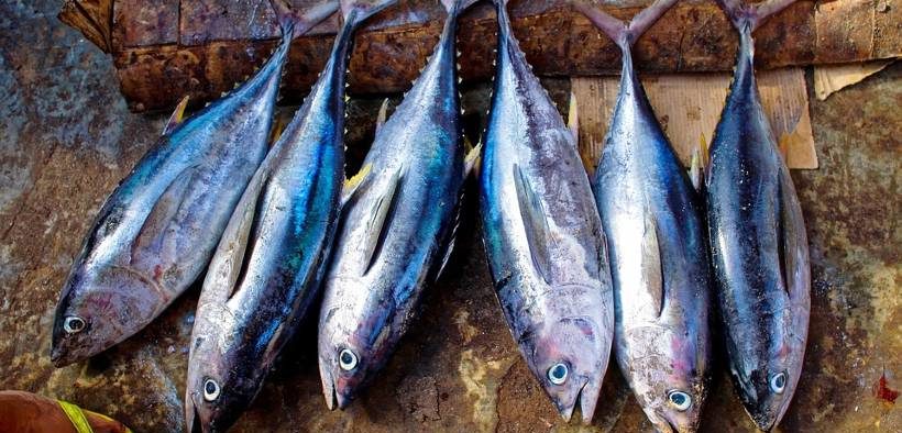 Largest Tuna Trader in the World Joins the Global Dialogue on Seafood Traceability