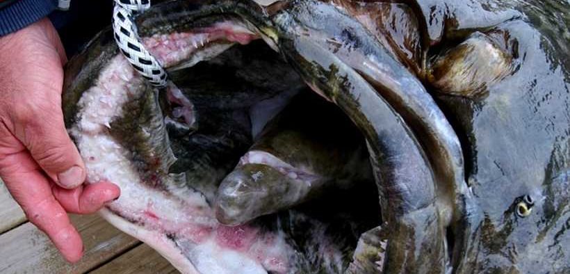 New Restrictions on Bering Sea trawl fleet’s incidental take of halibut 