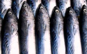 SCOTTISH SEAFOOD BUSINESSES TOLD TO PREPARE