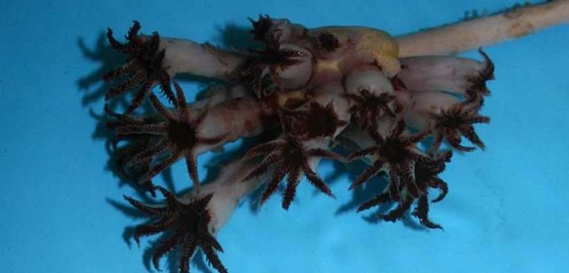 NEW SPECIES OF SOFT CORAL DISCOVERED