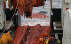 New appointments for Alaska bottom trawl surveys