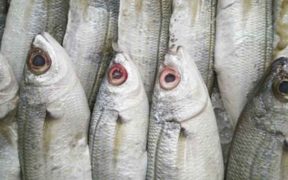 RUSSIA INCREASES PRODUCTION OF FISH FILLETS