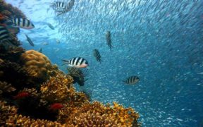 Reef experiment set to answer big reef restoration questions 
