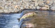 SCOTTISH WILD SALMON STRATEGY LAUNCHED