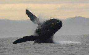 GROWING DANGERS ALONG WHALE SUPERHIGHWAYS