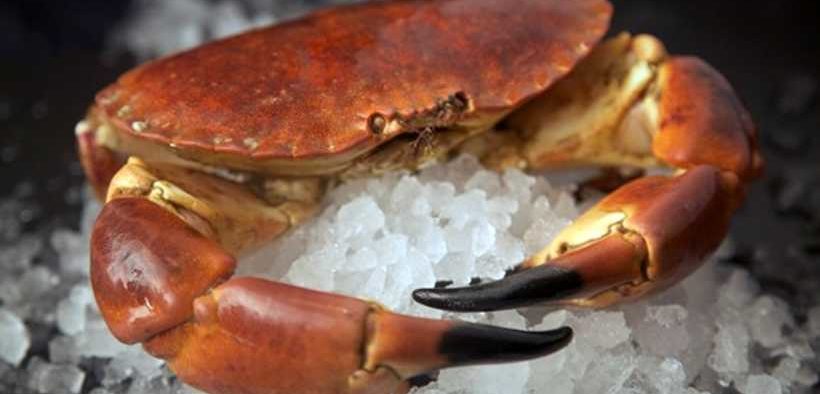SEAFOOD INDUSTRY FOCUSES ON CRUSTACEAN