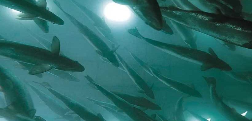 AQUABOUNTY TECHNOLOGIES ANNOUNCES RESULTS