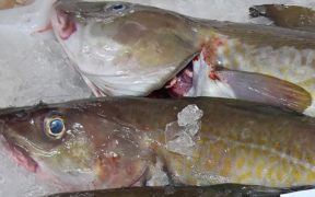 Atlantic cod can quickly adapt to environmental change